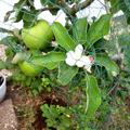Apfel Paradis� Granny Swiss, Apfelb�umchen tr�gt gleichzeitig �pfel und Bl�ten - jetzt, im September 2023.