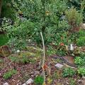 Apfel Paradis� Julka�, Malus