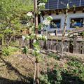 Apfel Paradis� Katka�, Malus