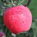 Apfel Paradis Myra�