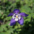 Aquilegia 'Spring Magic Blau-Weiss'