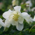 Aquilegia 'Spring Magic Weiss'