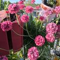 Armeria maritima 'Splendens', Armeria maritima 'Splendens'