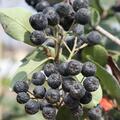 Aronia Rubina, Apfelbeere, Fr�chte