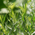 Artemisia dracunculus Pfefferkorn, Estragon, 1,3L-Topf