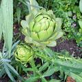 Artischocke 'Grosse Gr�ne', Cynara scolymus