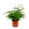 Asparagus plumosus, Busch, im 21cm Topf, H�he 50cm, Breite 30cm
