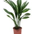 Aspidistra elatior, Tuff, im 21cm Topf, H�he 90cm, Breite 40cm