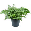 Asplenium dimorphum 'Parvati', Busch, im 21cm Topf, H�he 45cm, Breite 50cm