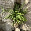 Asplenium trichomanes, Asplenium trichomanes