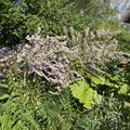 Aster ericoides 'Erlk�nig', Myrten-Aster 'Erlk�nig', Herbstaster