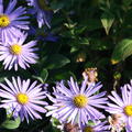 Aster x frikartii 'M�nch' 