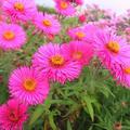 Aster novae angliae 'Alma P�tschke'