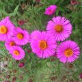 Aster novae-angliae 'Andenken an Paul Gerber'