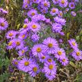 Aster novae-angliae 'Barr's Blue'