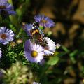 Aster novi-belgii 'Royal Blue', Aster novi-belgii 'Royal Blue'