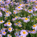 Aster tongolensis 'Wartburgstern'