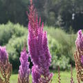 Astilbe x chinensis var. taquetii 'Purpurlanze'