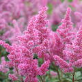 Astilbe x japonica 'Bremen'