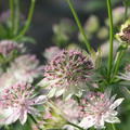 Astrantia major 'Buckland'