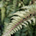 Athyrium niponicum 'Metallica' Garten-Regenbogenfarn