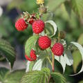 Primeberry�, Herbsthimbeere, Autumn Wildly�, Rubus idaeus