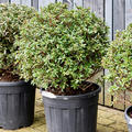 Azalea japonica 'Aladdin Scout', Busch, im 35cm Topf, H�he 75cm, Breite 55cm