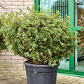 Azalea japonica 'Purple Splendor', Busch, im 45cm Topf, H�he 130cm, Breite 120cm