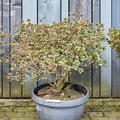 Azalea satsuki 'Fuji No Ka' (80-100), Busch, im 40cm Topf, H�he 90cm, Breite 90cm