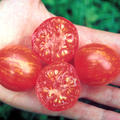 Balkontomate Fuzzy Wuzzy Tomate auf Hand