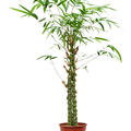 Bambusa ventricosa, Stamm multi, im 27cm Topf, H�he 140cm, Breite 35cm