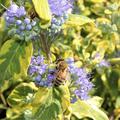 Bartblume 'Summer Sorbet'�