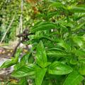 Basilikum Genoveser, Ocimum basilicum