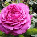 Beetrose 'Heidi-Klum-Rose'