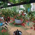 Begonia Bertinii boliviensis 'Santa Barbara', Begonien-Hybriden
