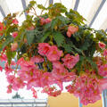 Begonia Pendula Cascade 'Roze'