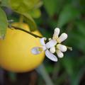 Bergamotte 'Fantastico' Citrus bergamia