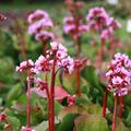 Bergenie Herbstbl�te