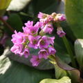 Bergenia cordifolia 'Rosa', Garten-Bergenie 'Rosa'