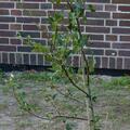 Birne 'Dessera'�, Pyrus communis