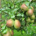 Birne Saxonia Eckehart viele Birnen am Baum