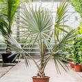 Bismarckia nobilis, Stamm, im 40cm Topf, H�he 170cm, Breite 140cm