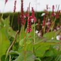 Bistorta amplexicaulis Speciosum, Kerzenkn�terich, Kerzen Kn�terich, Schlangenkn�terich, Schlangen Kn�terich