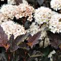 Blasenspiere 'Diabolo'� (Physocarpus opulifolius 'Diabolo'�)