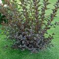 Blasenspiere 'Diabolo'�, Physocarpus opulifolius 'Diabolo'�