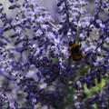 Blauraute, Silberstrauch, Perovskie 'Lacey Blue'� Lubera