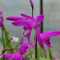 Bletilla striata, Japanorchidee