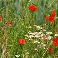 Blumen- und Kr�uterwiese, Blumen- und Kr�uterwiese