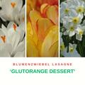 Blumenzwiebeln, Blumenzwiebel-Lasagne Glutorange mit Kleinkronige Narzisse 'Segovia', Vielbl�tige Tulpe 'Sunshine Club', Botanischer Krokus 'Ard Schenk'
