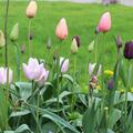 Blumenzwiebel Mix 'Fr�hlings-Sorbet', Blumenzwiebelmischung, Tulpe Einfache sp�te Tulpe 'Menton'  Einfache sp�te Tulpe 'Queen of Night?  Einfache sp�te Tulpe 'Bleu Aimable'  Einfache fr�he Tulpe 'Candy Prince', Grossblumiger Krokus (Crocus vernus) 'Rememb